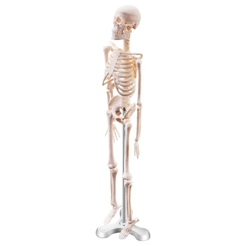 45CM Човешки анатомичен анатомичен скелет модел плакат Научете помощ анатомия човешки скелетен модел