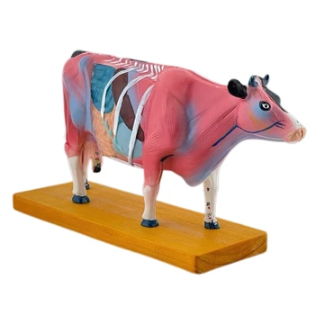 Модел по анатомия на говедата за акупунктура и моксибусция Учебен реквизит, анатомия на животните модел крава анатомия модел