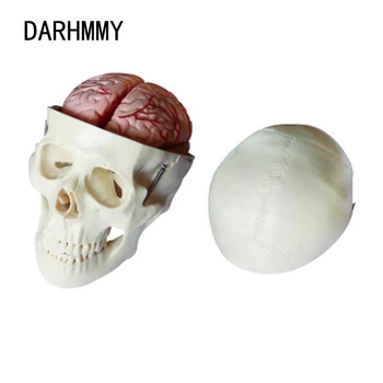 DARHMMY череп модел с 8 части мозък