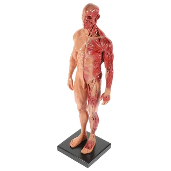  Анатомичен модел на тялото Анатомия Инструмент за преподаване Анатомия на тялото Модел Фигура