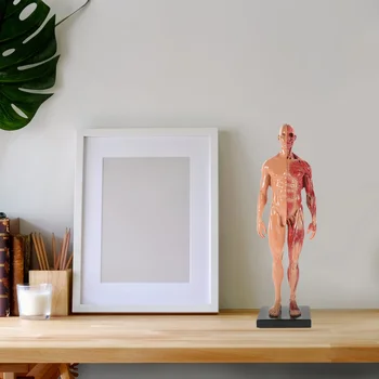 Човешко тяло Мускулен анатомичен модел Художник Модел на рисуване Мускулен анатомичен модел